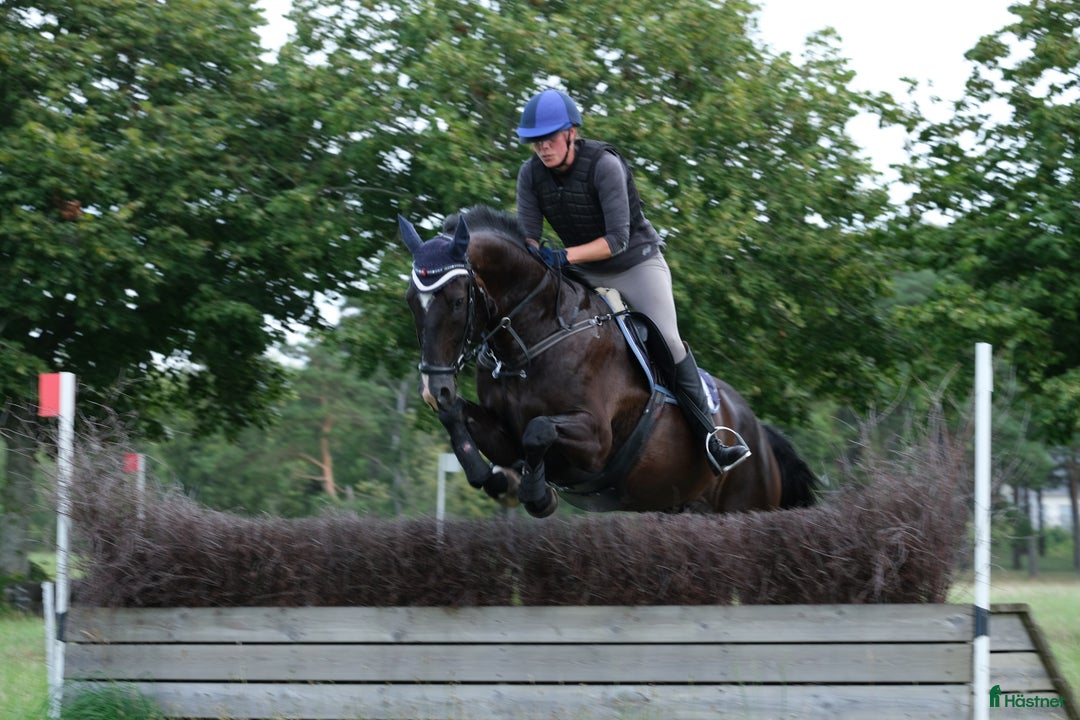 Allround hästar till salu: Sportig allround valack  i Göteborg - Annons 2