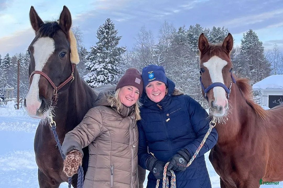  stallplats finnes: Stallplatser i Umeå i Umeå - Annons 4