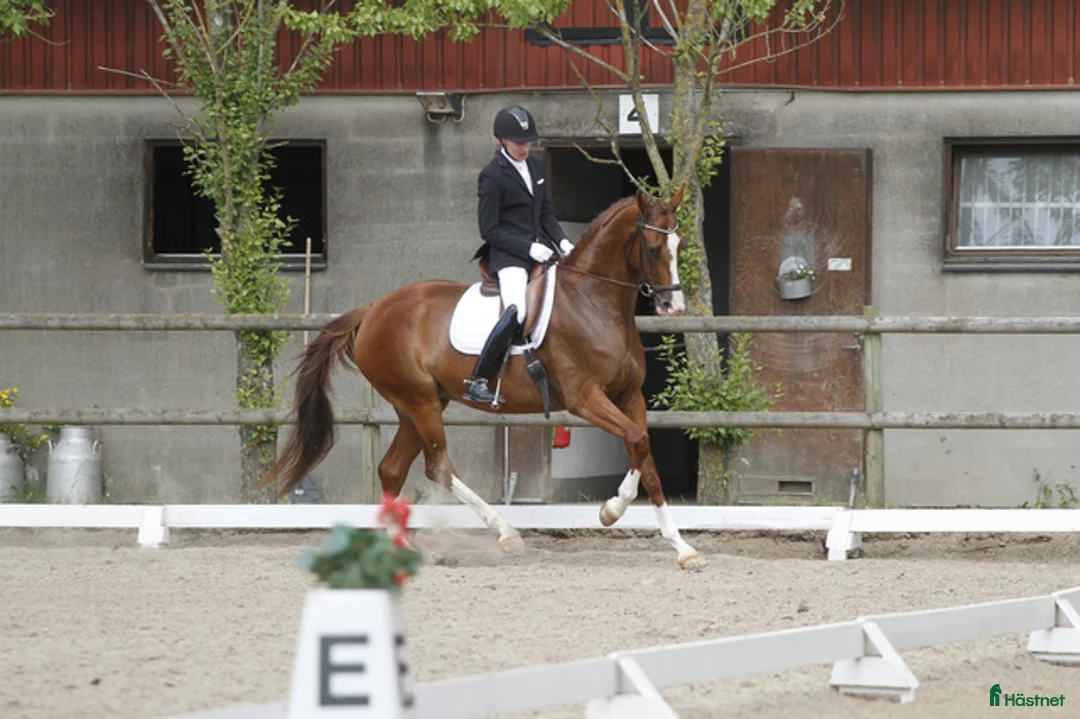 Avelshästar hästar till salu: Avelsto e. Quaterback dräktig med Ampere i Hörby - Annons 4