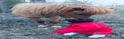 Island hästar till salu: Fantastiskt avelssto! - Annons 4