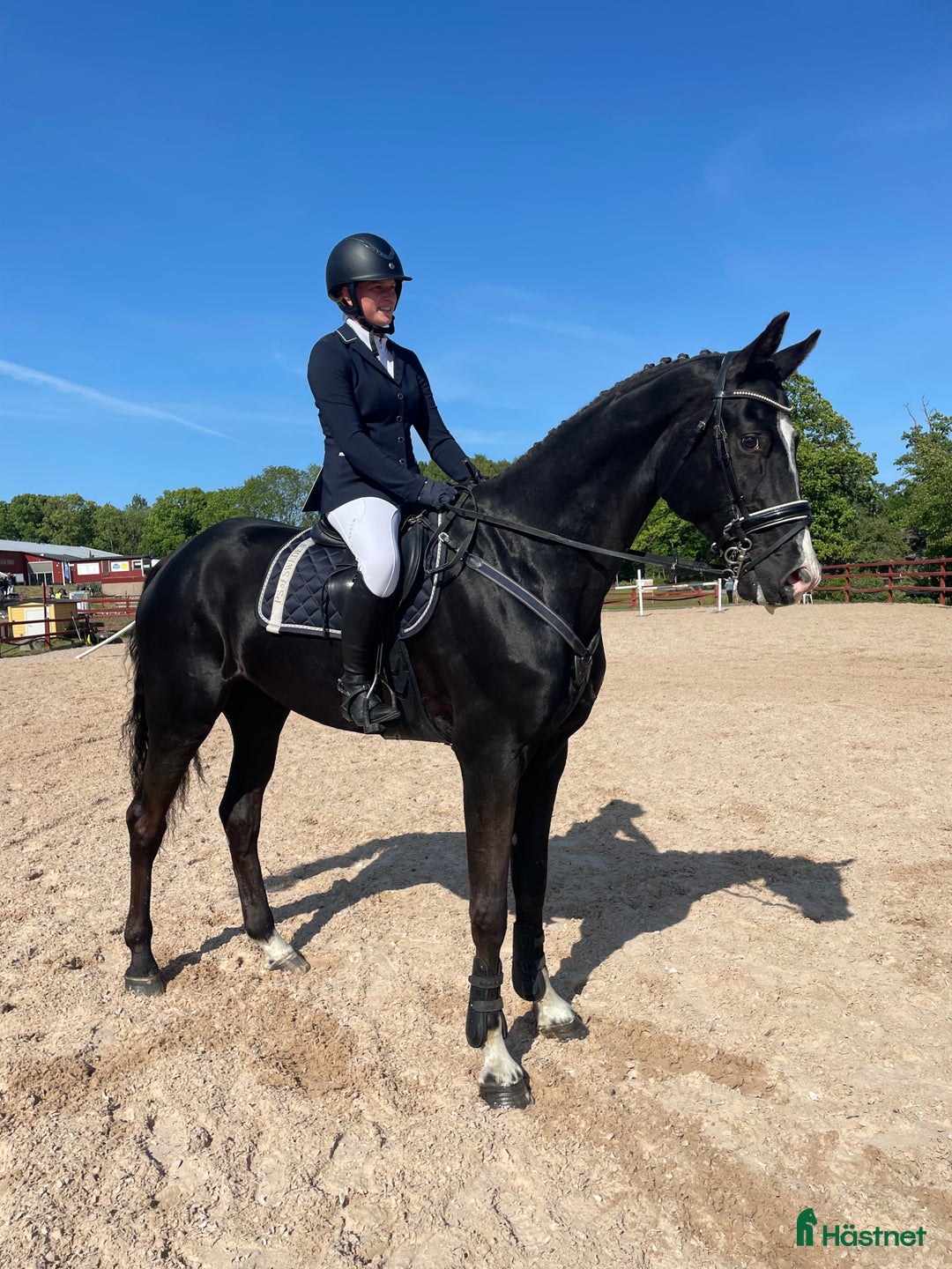 Avelshästar hästar till salu: Läromästare eller lyxig hobbyhäst  - Annons 5