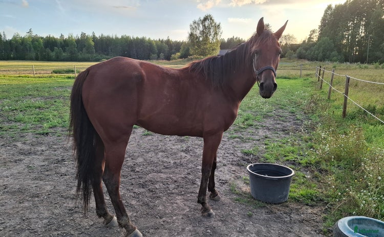  hästar i Rimbo - Annons 5