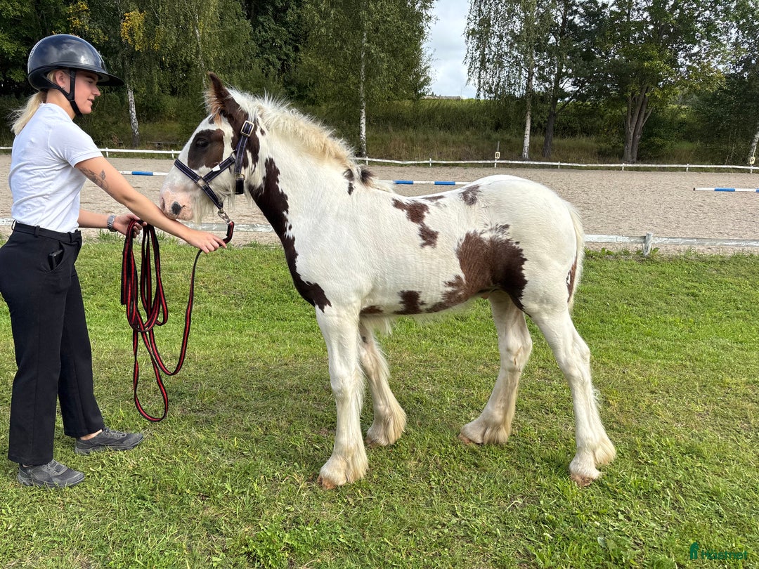 Allround hästar till salu: Mkt erfaret hingstföl i Eriksmåla - Annons 2