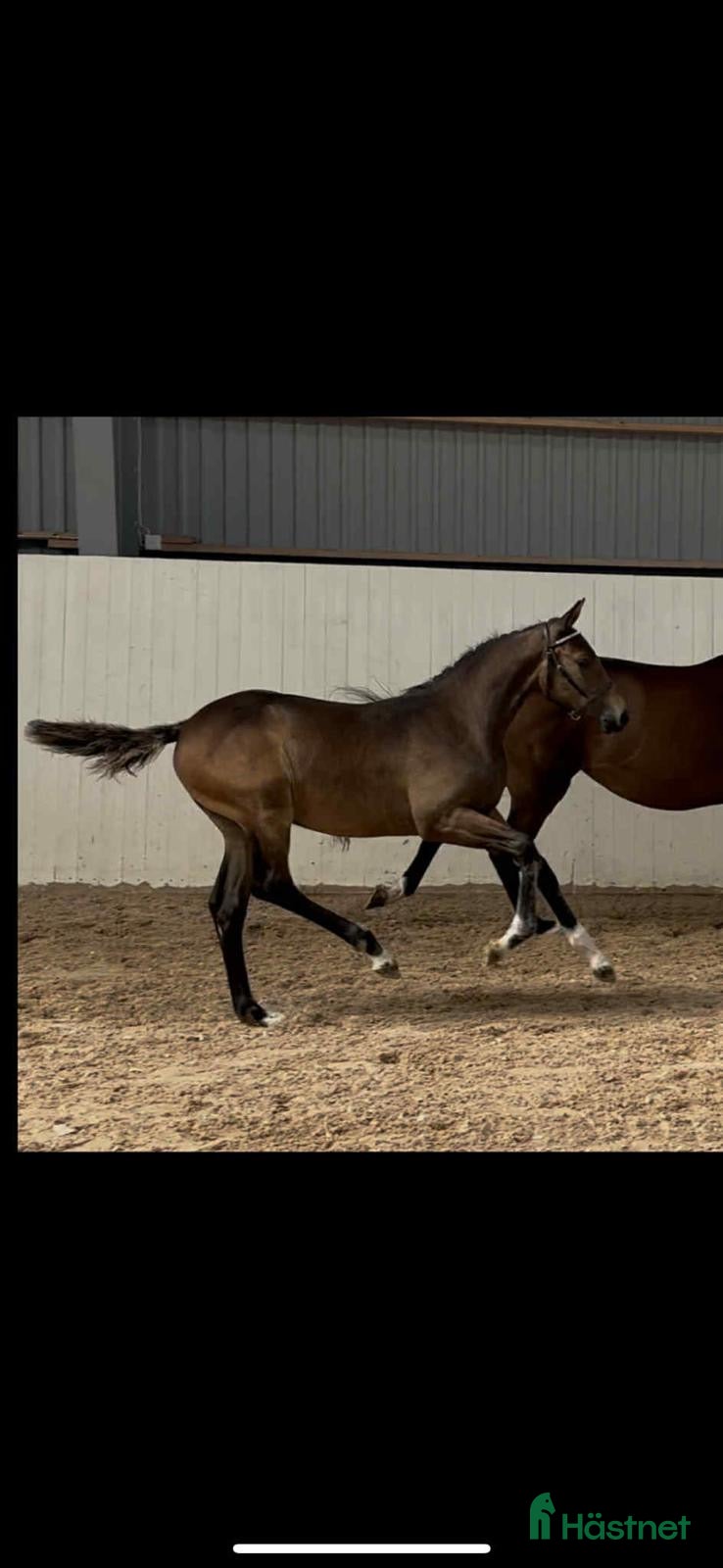 hästar Framtidslöfte! i Mönsterås - Annons 4