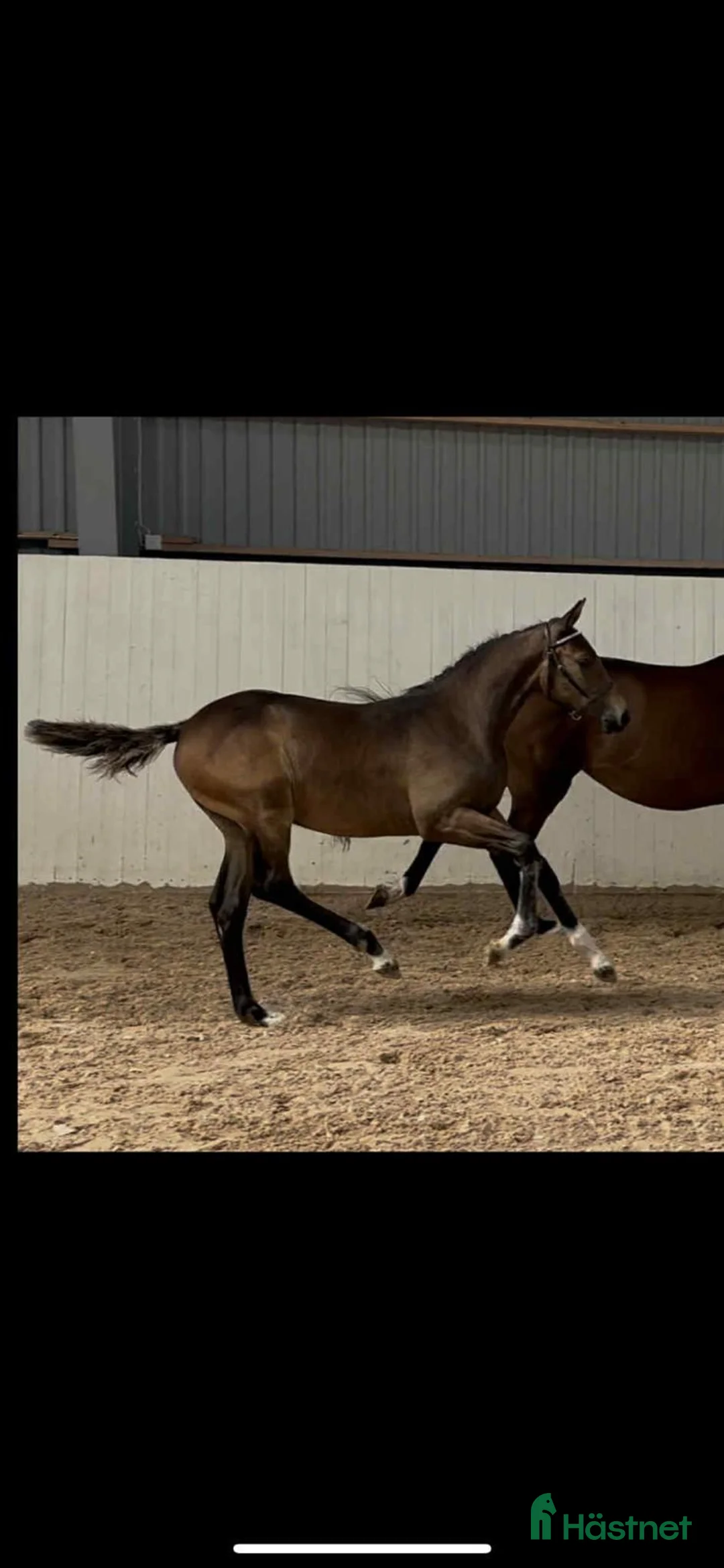 Hoppning hästar till salu: Framtidslöfte! i Mönsterås - Annons 1