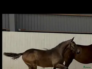 hästar Framtidslöfte! i Mönsterås - Annons 4