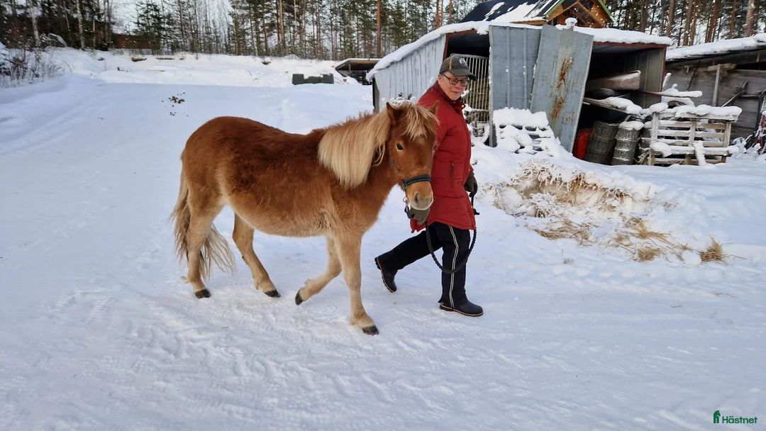 Allround hästar till salu: Tufft sto med potential - Annons 2