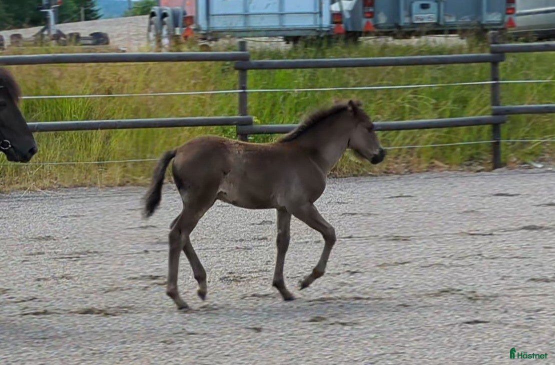  hästar Ettåring e: Converse! *BVSA!* i Årjäng - Annons 5