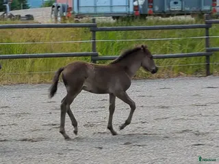 hästar Ettåring e: Converse! *BVSA!* i Årjäng - Annons 5