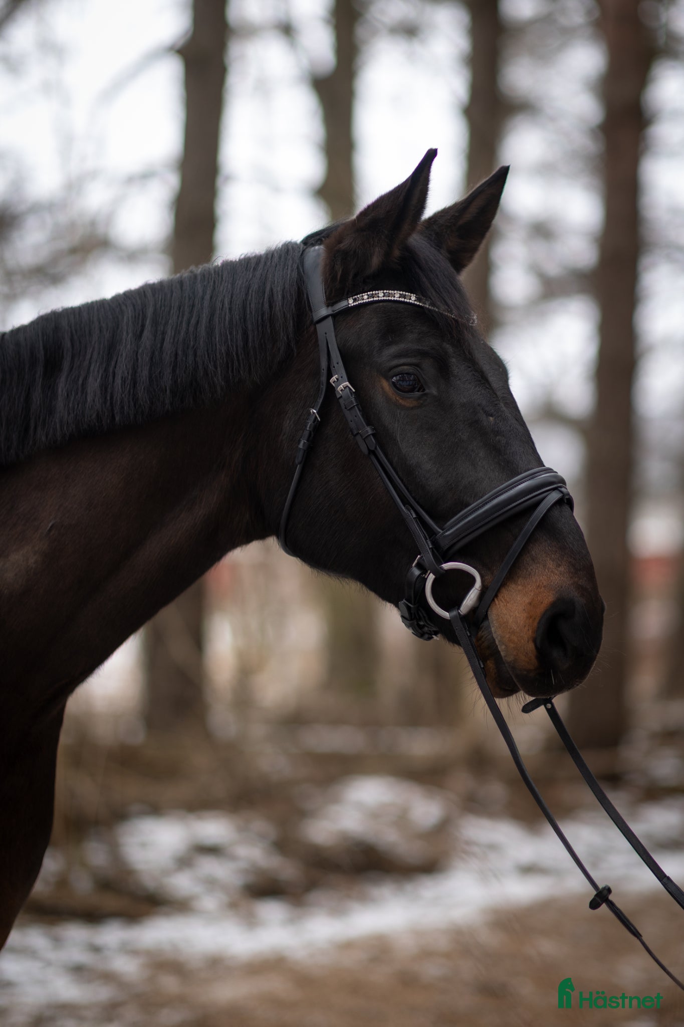  hästar Social och personlig valack letar nytt hem⭐️ - Annons 13