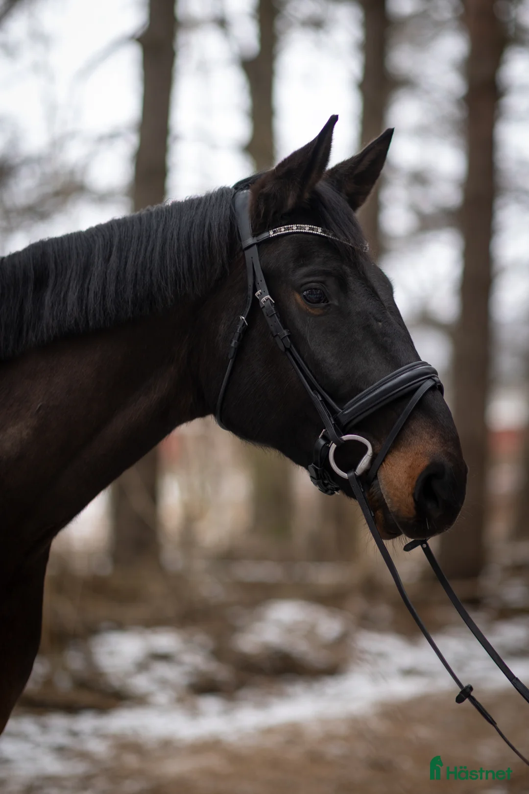 Allround hästar till salu: Social och personlig valack letar nytt hem⭐️ - Annons 1
