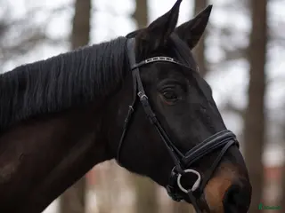 hästar Social och personlig valack letar nytt hem⭐️ - Annons 1