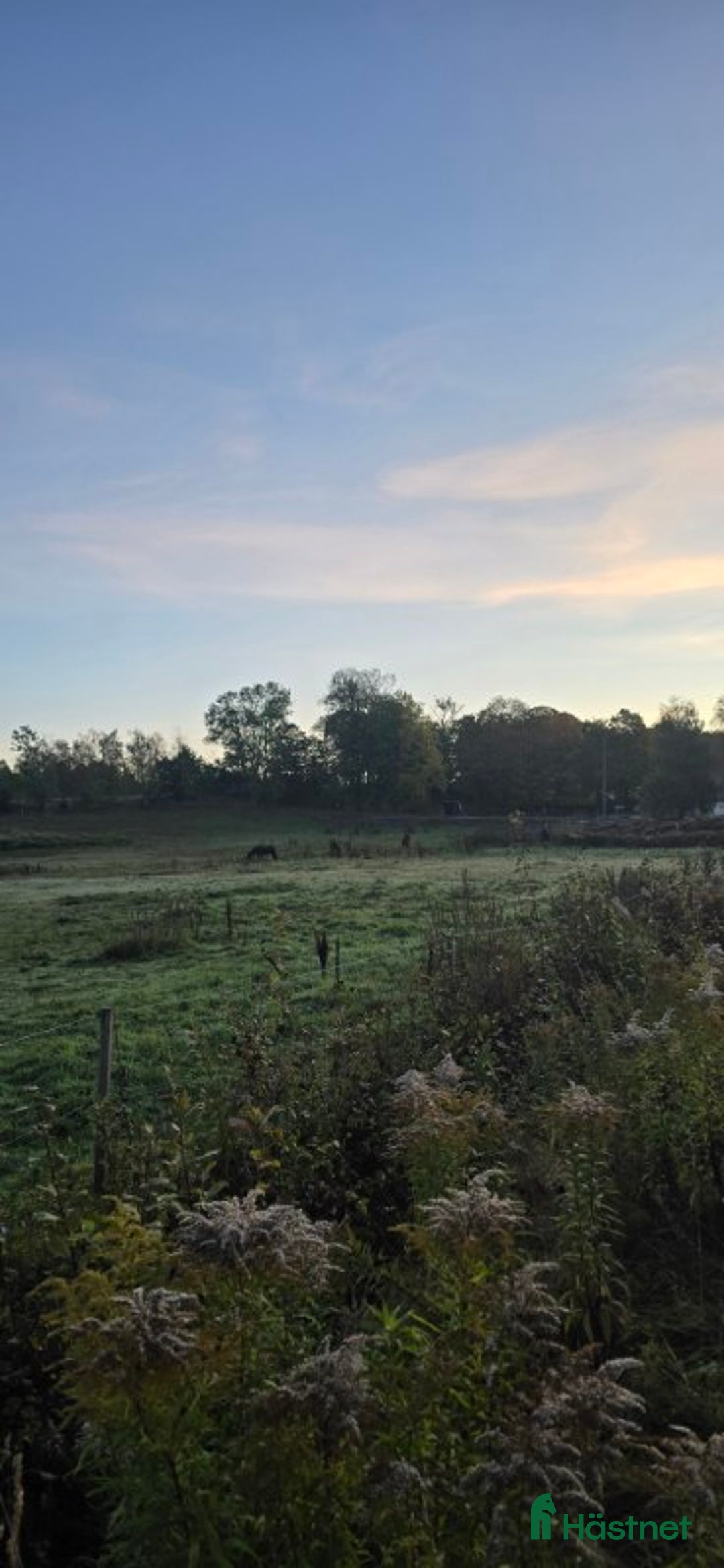 Allround hästar sökes: Häst sökes🐴 i Brämhult - Annons 2