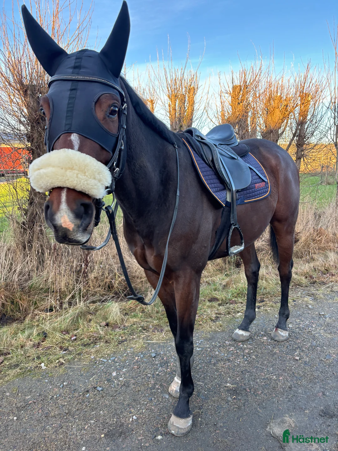  medryttarhäst finnes: Medryttare sökes i Kållered - Annons 1