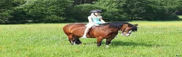 Allround hästar till salu: Charmig Welsh cob valack 💙 - Annons 2