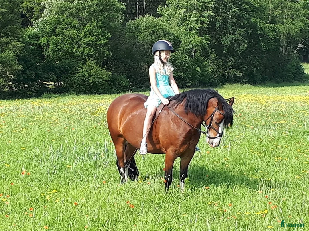 Allround hästar till salu: Charmig Welsh cob valack 💙 - Annons 2