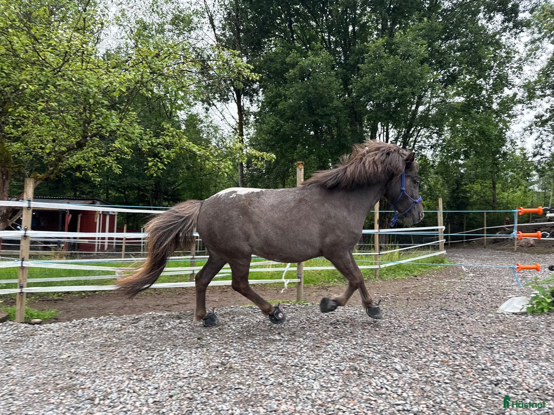 Allround hästar till salu: Unik ponny söker nytt hem  i Sjuntorp - Annons 4