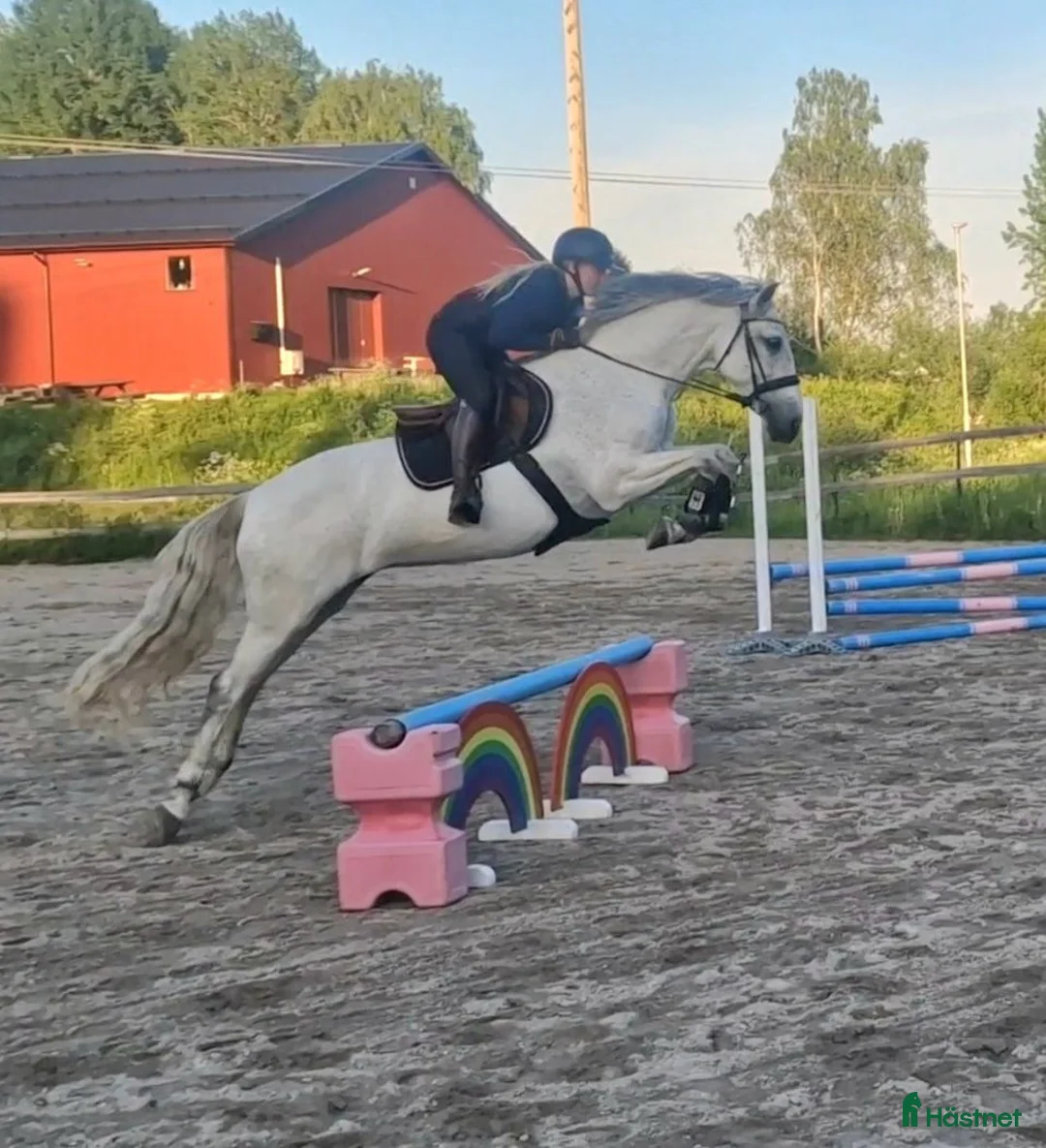 Dressyr hästar till salu: Vackert PRE-sto - Annons 4