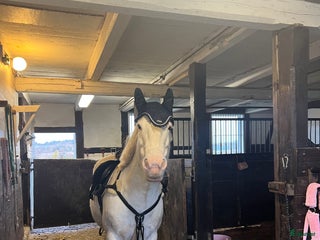 Sadeltillbehör hästutrustning till salu: Svart förbygel stl cob i Falkenberg - Annons 23