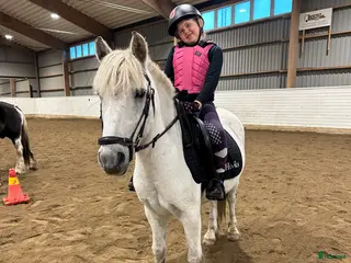 hästar B eller C-ponny sökes på foder - Annons 5