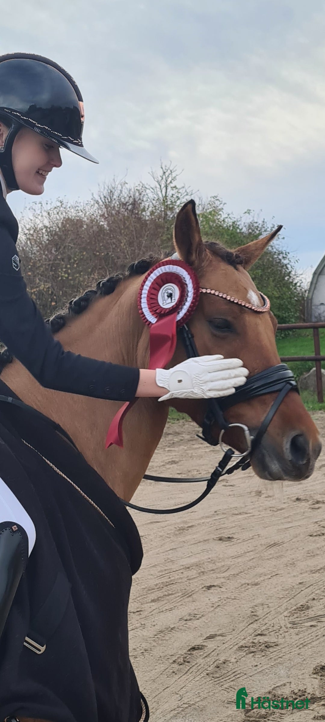 Dressyr hästar till salu: Top FEI pony til salg - Annons 7