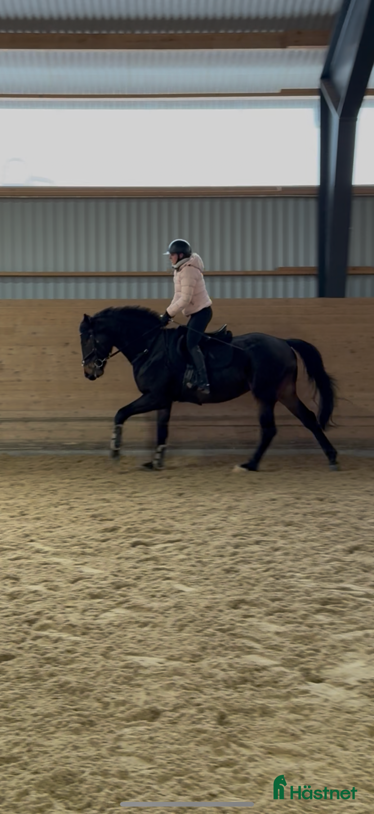  hästar Positiv unghäst för hoppning  i Eksjö - Annons 15