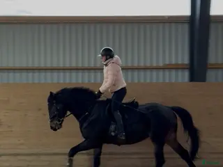 hästar Positiv unghäst för hoppning i Eksjö - Annons 15