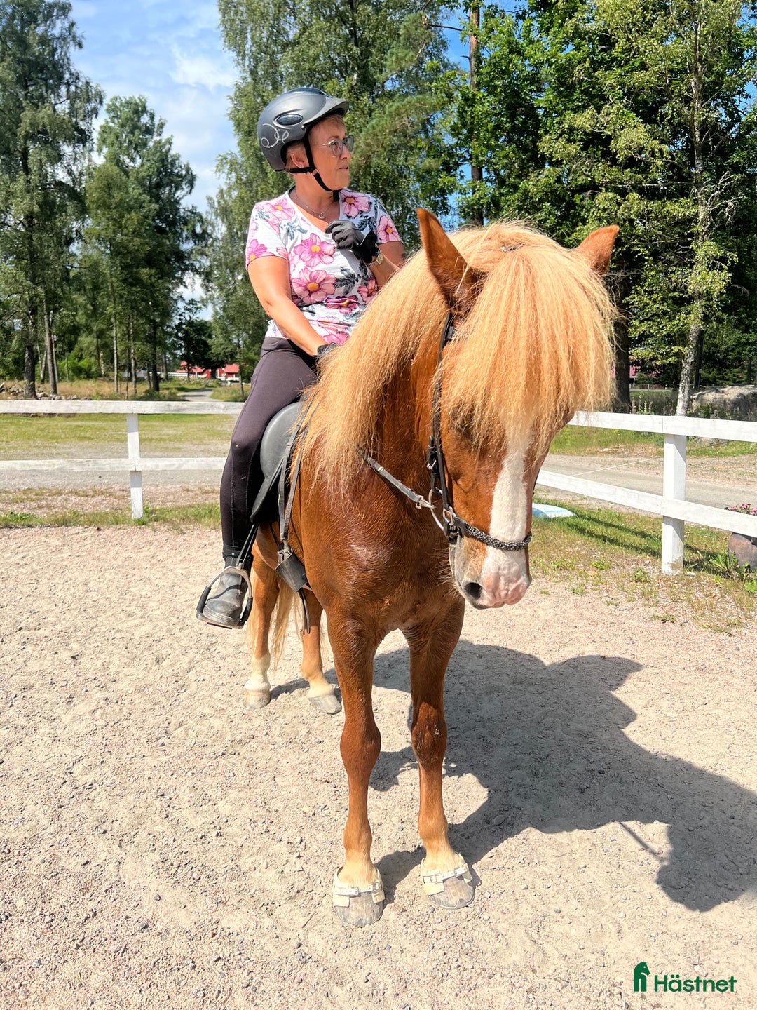 Island hästar till salu: Flott 5gångs valack  i Torestorp - Annons 5