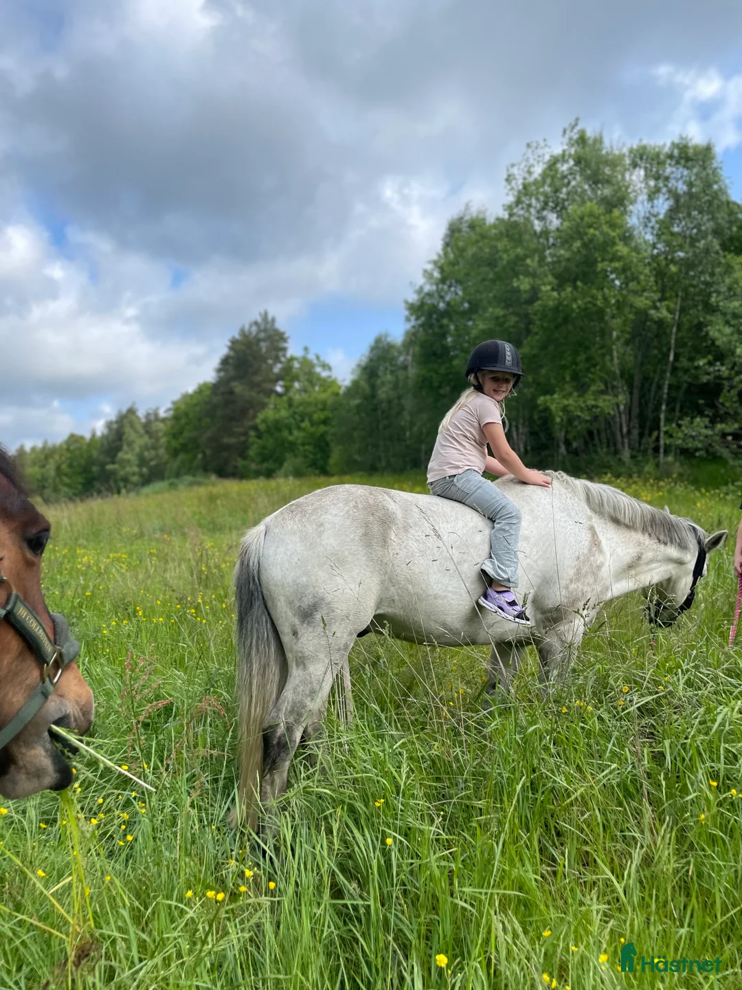 Allround hästar till salu: Fin Läromästare🌟 i Ronneby - Annons 4