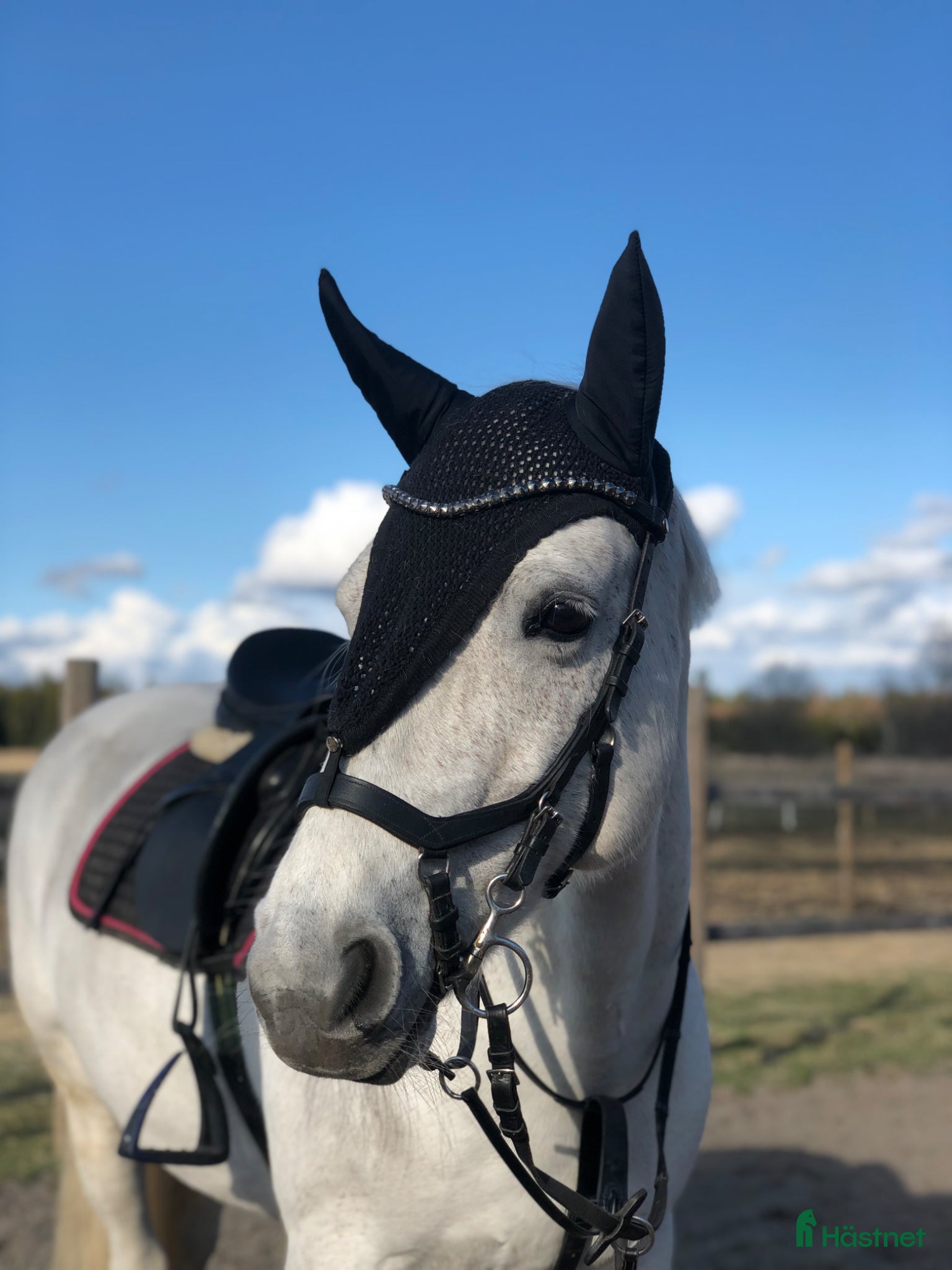  hästar Fin familjehäst med mycket energi - Annons 1