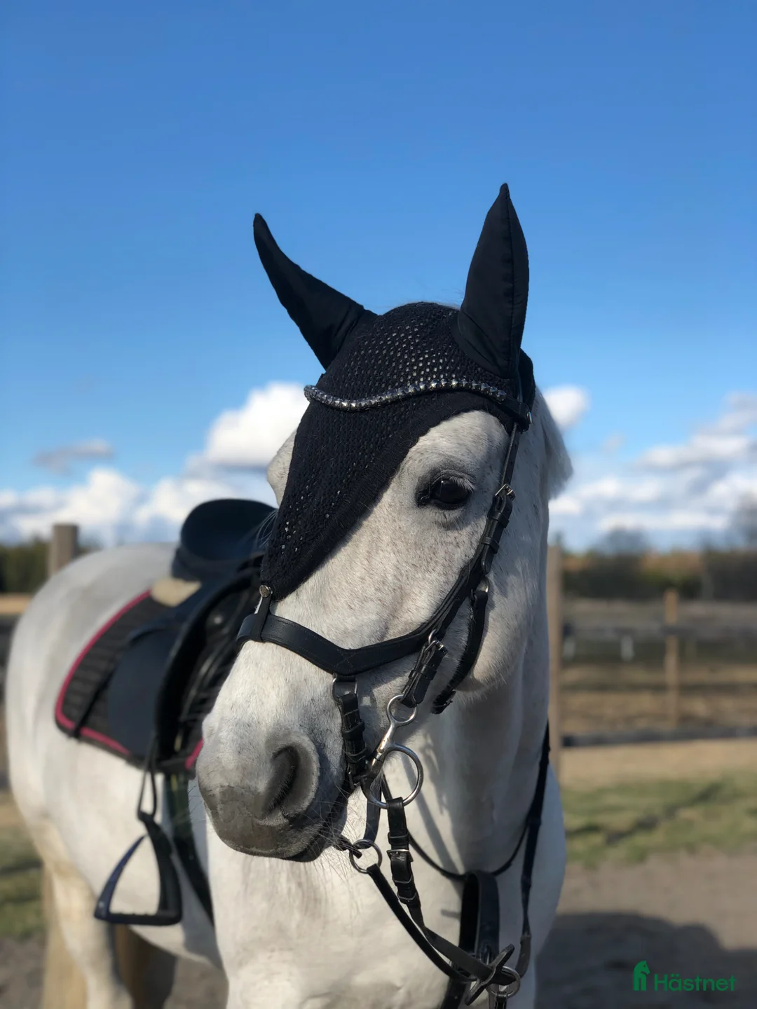 Allround hästar till salu: Fin familjehäst med mycket energi - Annons 1