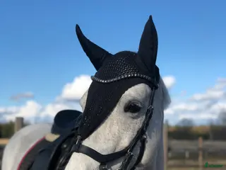 hästar Fin familjehäst med mycket energi - Annons 1