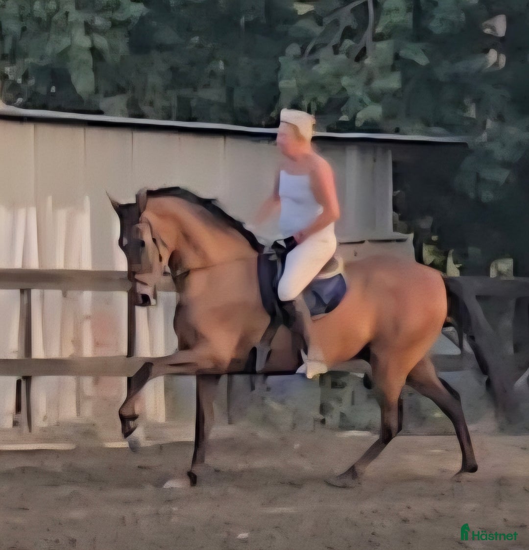 Hoppning hästar till salu: Kom ner till oss I Spanien och titta på häst! - Annons 1