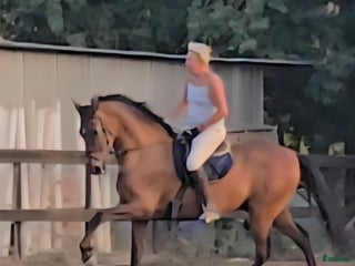 Hoppning hästar till salu: Kom ner till oss I Spanien och titta på häst! - Annons 2