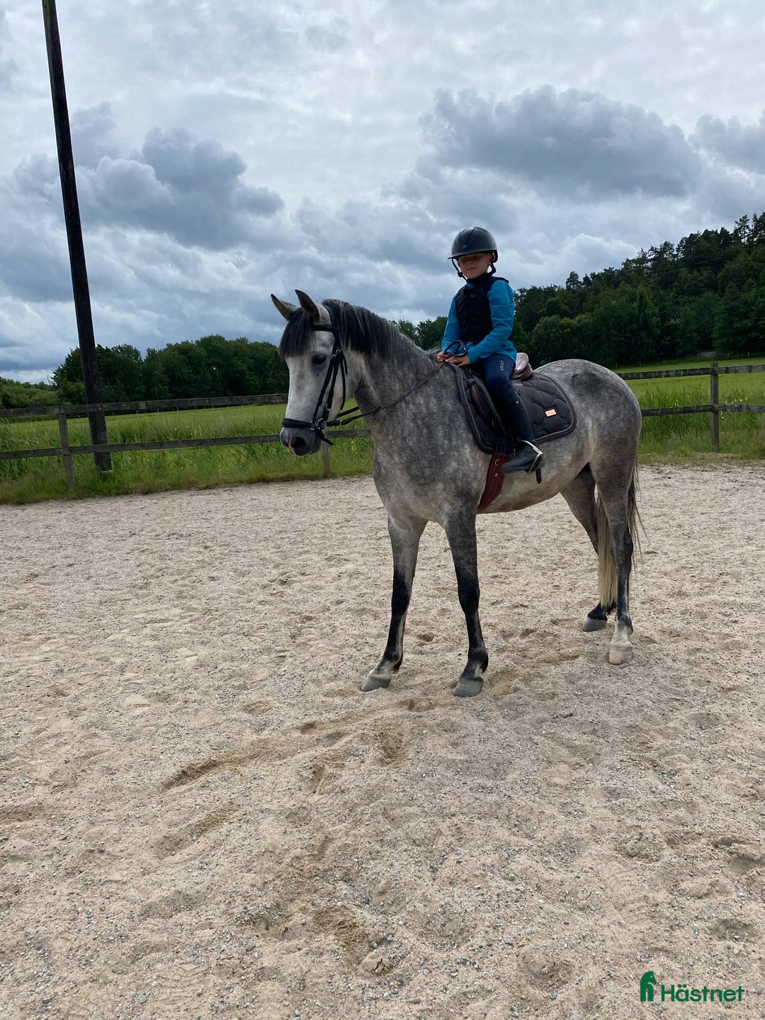 Allround hästar till salu: Trevlig 5-årig valack i Hjälteby - Bild 4
