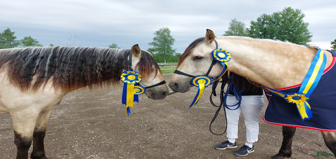 Galleribild {{count}}