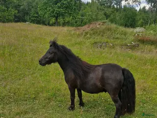 hästar Otroligt snäll minishetlandvalack 2år - Annons 1