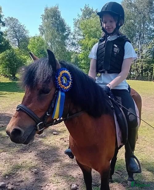  hästar Allround ponny  i Örkelljunga - Annons 10