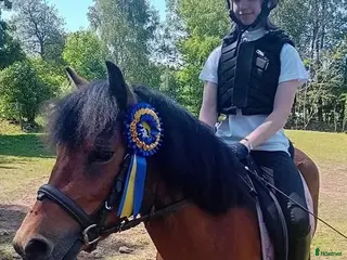 hästar Allround ponny i Örkelljunga - Annons 3