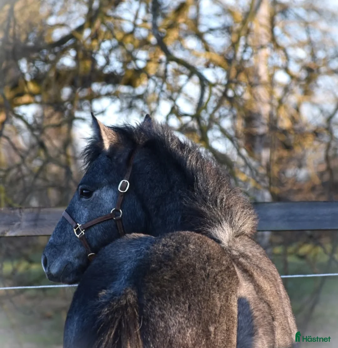 Allround hästar till salu: Trevlig svenskfödd Connemarahingst *2025 - Annons 9