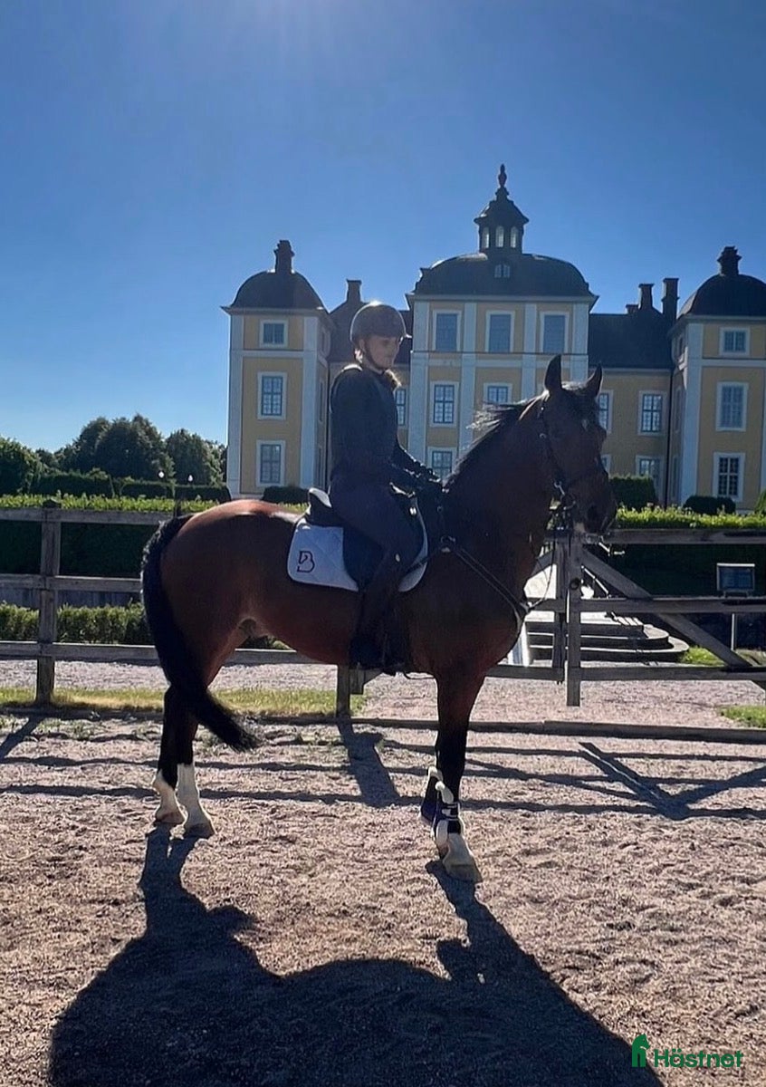  medryttarhäst sökes: Medryttarhäst sökes (Stockholm/Västerhaninge) - Annons 4