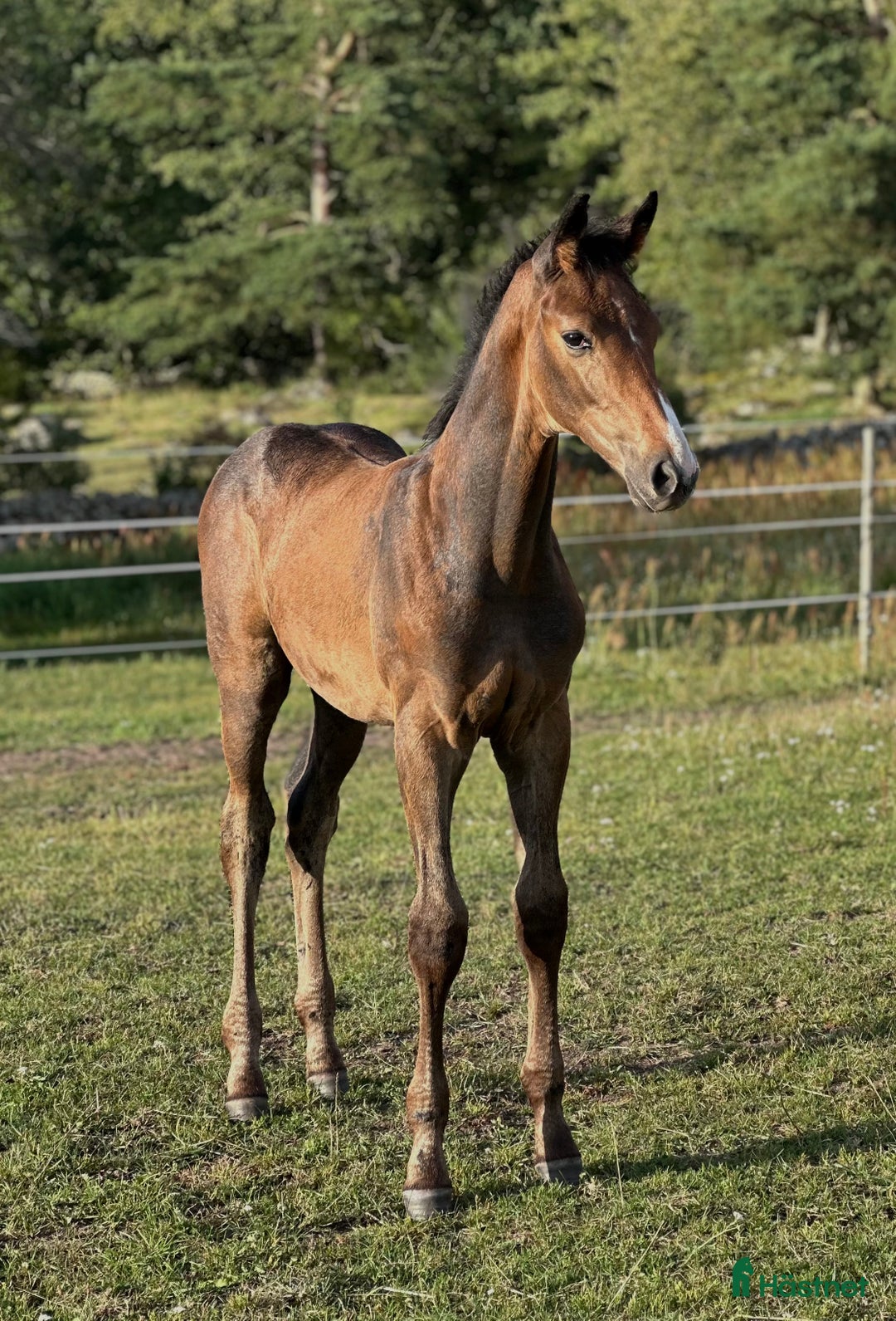 Hoppning hästar till salu: Lovande unghäst! SÅLD - Annons 14