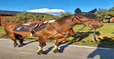  hästar i Köping - Annons 1