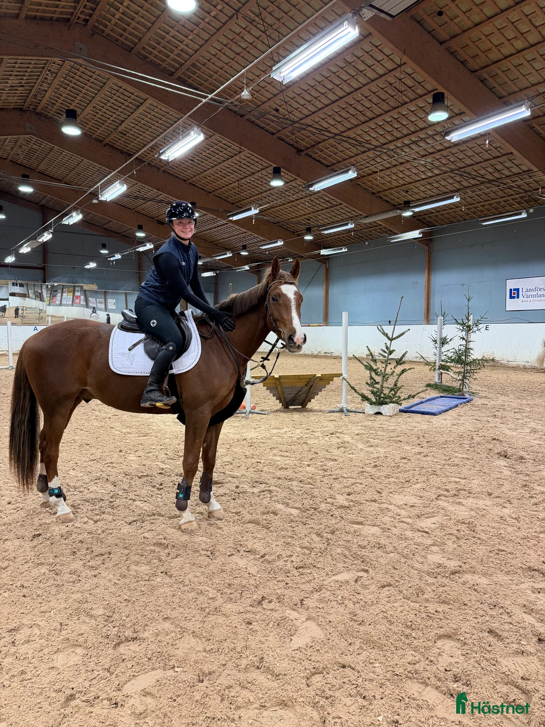 Allround hästar till salu: Coolaste killen  - Annons 2