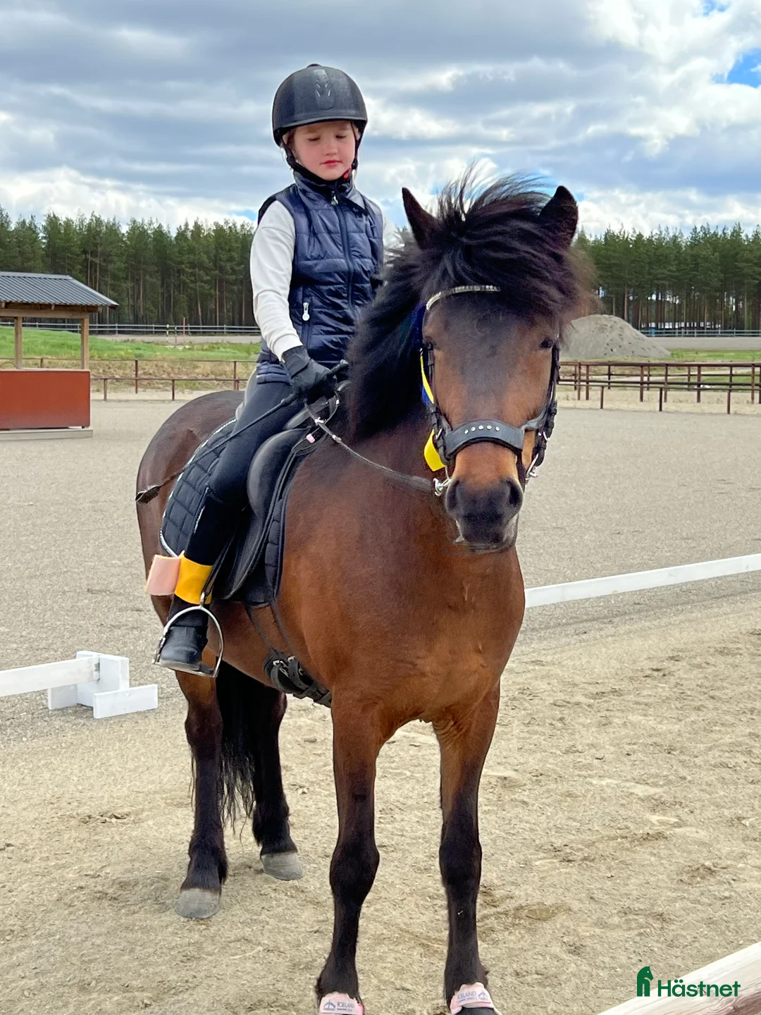 Island hästar till salu: Fantastisk islandshäst som har Allt! - Annons 2