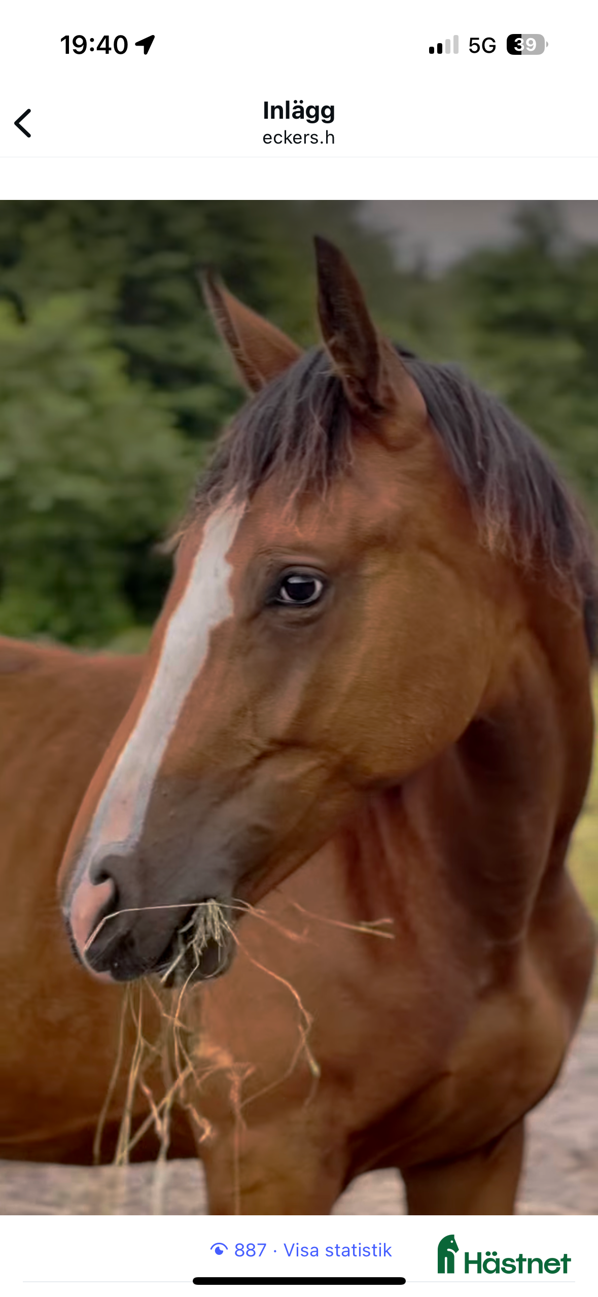  hästar 3-årigt sto till ett mkt bra pris! i Tungelsta - Annons 7