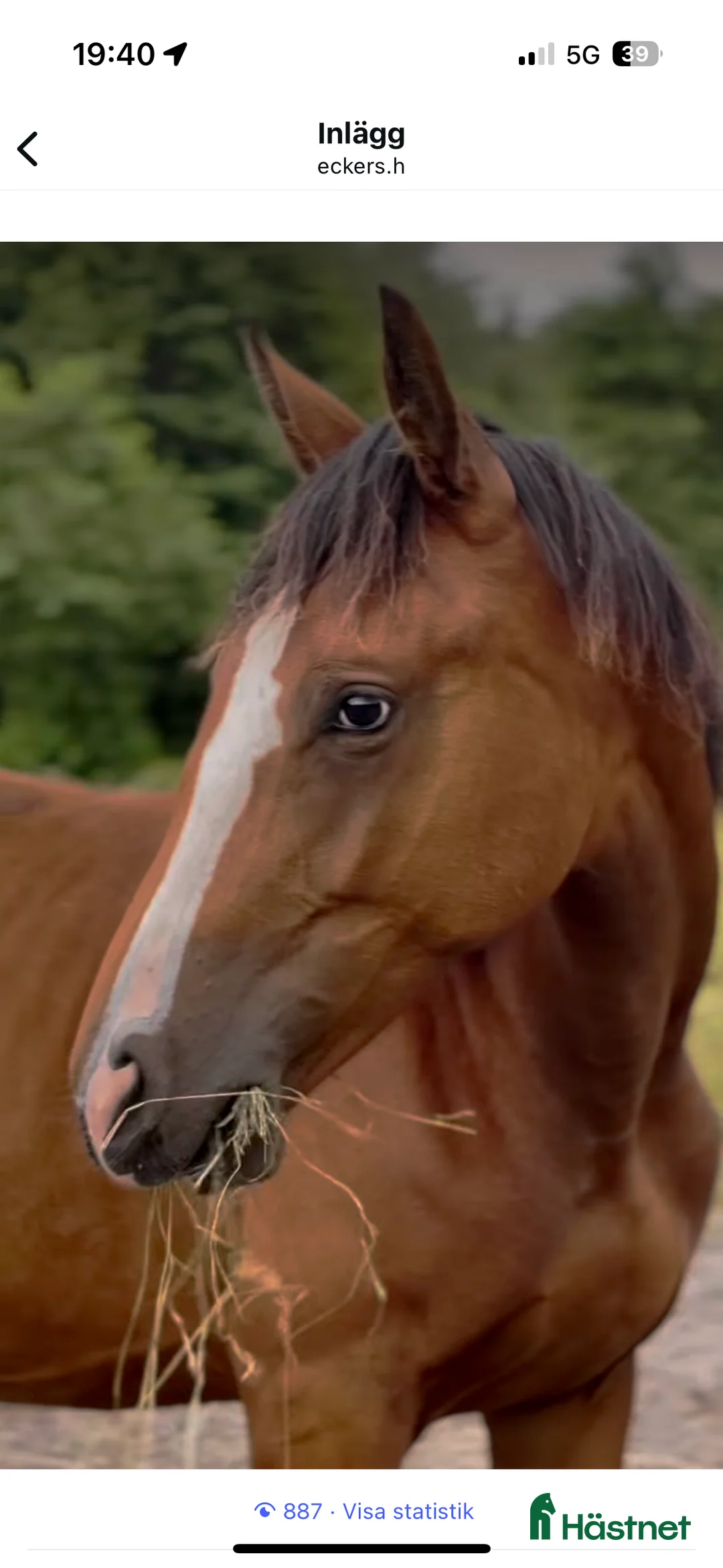 Hoppning hästar till salu: 3-årigt sto till ett mkt bra pris! i Tungelsta - Annons 1