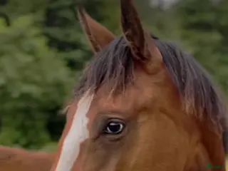 hästar 3-årigt sto till ett mkt bra pris! i Tungelsta - Annons 7