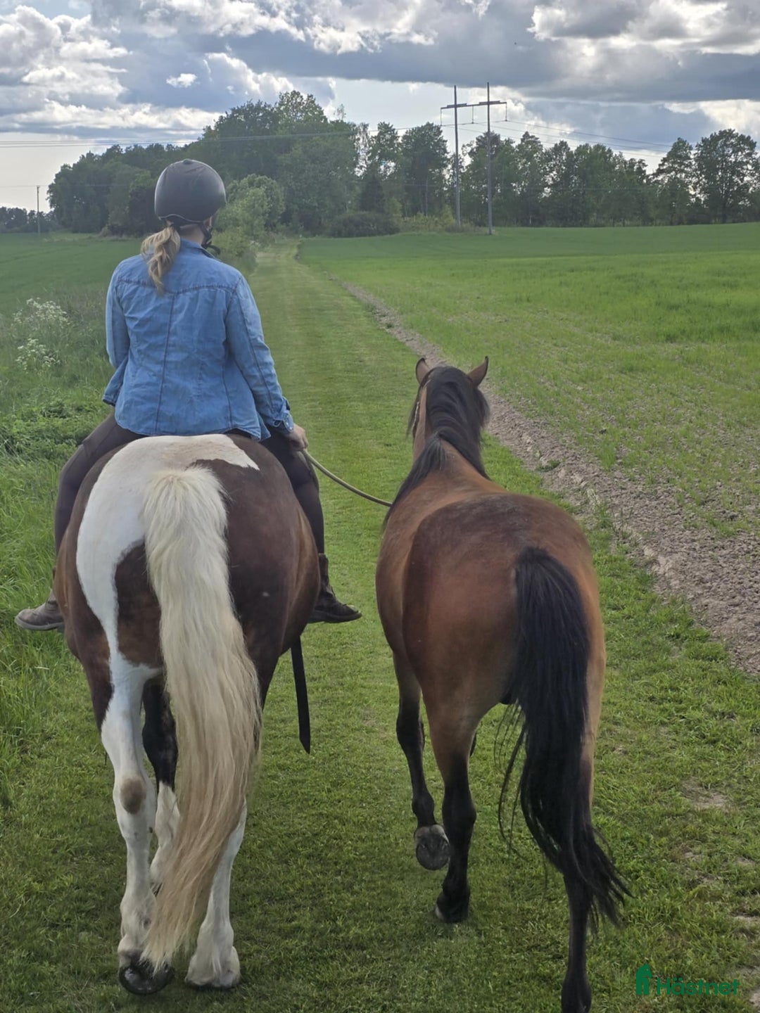 Allround hästar till salu: Kigermustang i Vedum - Bild 8