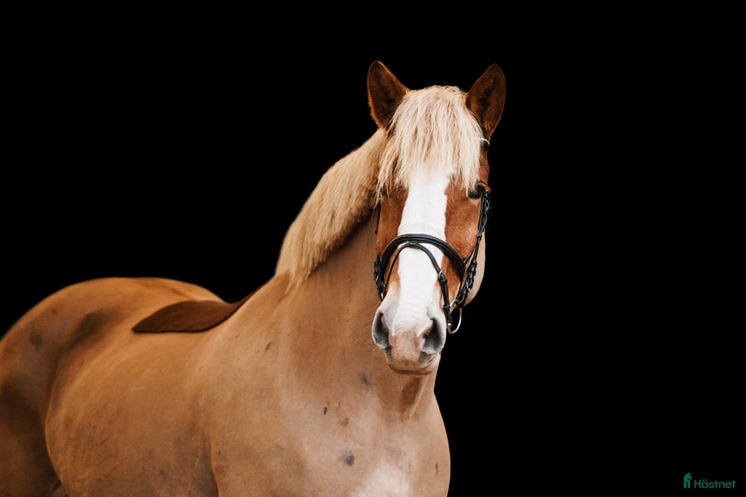 Allround hästar till salu: Sweet all around mare  i Ekerö - Annons 1